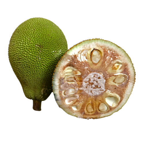 Raw Jackfruit (Echor)